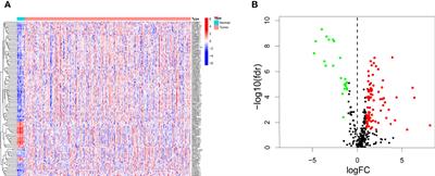 Identification and Validation of a Novel Immune-Related lncRNA Signature for Bladder Cancer